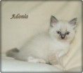 /album/adonis/adonis-6-hetes-003-jpg/
